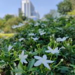 oneplus 7t photo