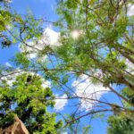 shot on OPPO RENO4 Wide