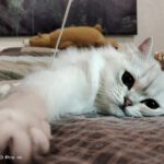 Shot on Vivo V20 Pro