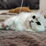 Shot on Vivo V20 Pro