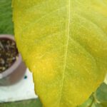 Macro by Vivo Y72 01