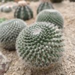 shot on vivo X80 Pro 005