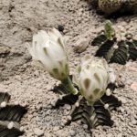 shot on vivo X80 Pro 007