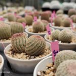 shot on vivo X80 Pro 020