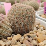 shot on vivo X80 Pro 021