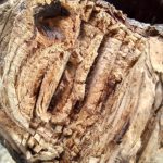 Samsung Galaxy M53 5G – Macro
