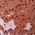 Samsung Galaxy M53 5G – Macro