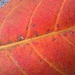 Samsung Galaxy M53 5G – Macro